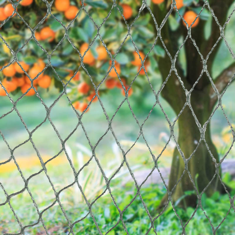 Захистіть свій урожай, майно та інвестиції за допомогою нашої міцної сітки від птахів!