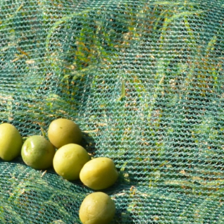 Olive Harvest Net